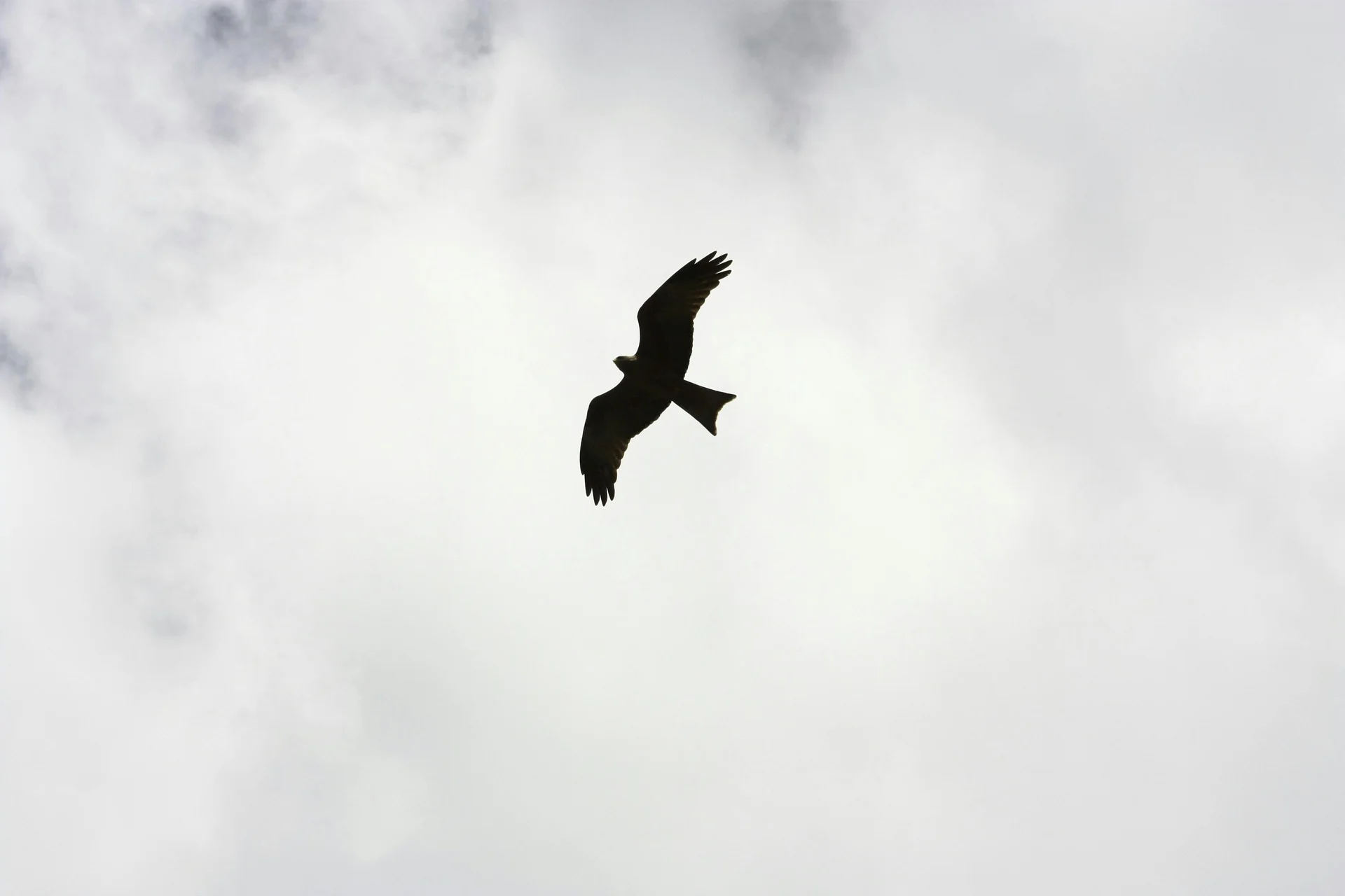 Greifvogel fliegt frei am bewölkten Himmel, Sinnbild für Mut und Freiheit